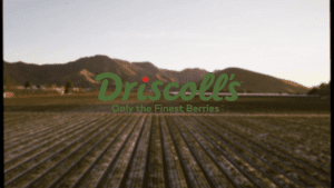 Driscolls01