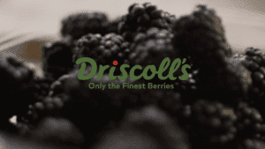 Driscolls02
